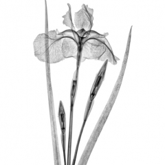 Japanese Siberian Iris