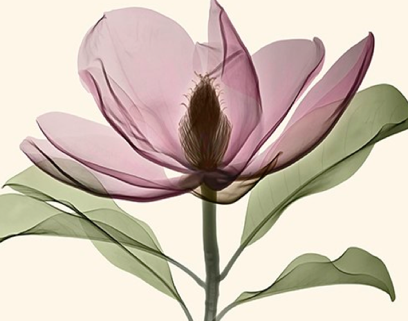 x-ray photography - floral xray art - Allan Gill
