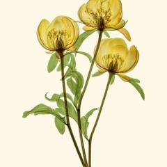 Peoni-Trio-coloured-1