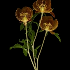 Peony-Trio-creative-1