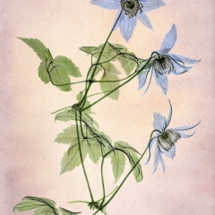 Blue-Boy-Clematis