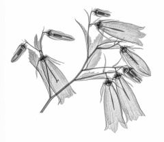 Bell Flower