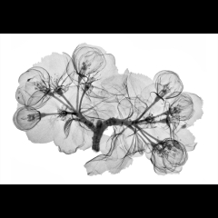 Apple Blossoms