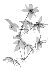 Blue Boy Clematis