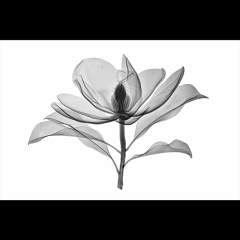 Bracken's Brown Beauty Magnolia