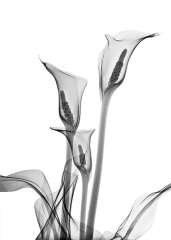 Calla Lillies