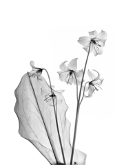 Dog Tooth Violet