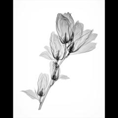 Elizabeth Magnolia