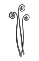 Fern Frond
