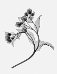 Hellebore