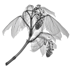 Horse Chestnut