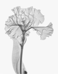 Silverado Iris