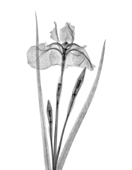Japanese Siberian Iris