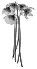 Lady-Slipper