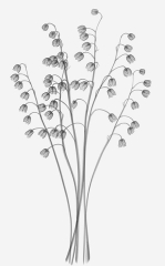 Lily of the Valley