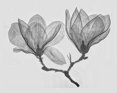 Magnolia