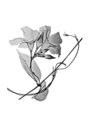 Mandevilla Vine