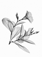 Mandevillla Vine with Buds
