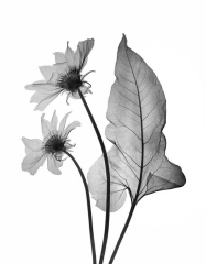 Arrow Leaf Balsamroot