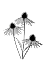 Echinacea