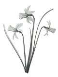Three Daffodils