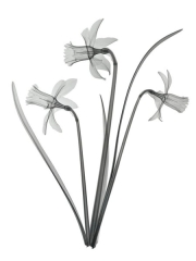 Three Daffodils