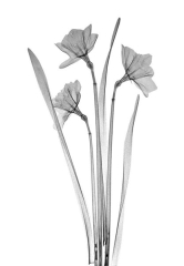 Daffodil Trio