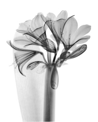 Kaffir Lily