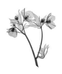 Lenten Rose