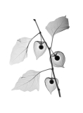 Chinese Lantern