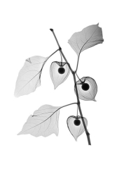 Chinese Lantern