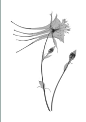Columbine