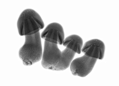Mushrooms