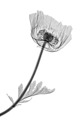 Poppy
