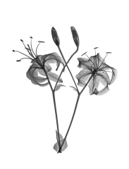 Tiger Lily