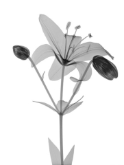 Yellow Lily