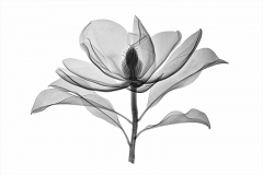 Bracken's Brown Beauty Magnolia