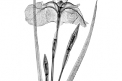 Japanese Siberian Iris