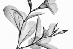 Mandevillla Vine with Buds