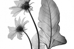 Arrow Leaf Balsamroot