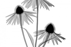 Echinacea