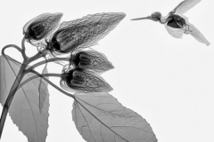 Hummingbird and Hybiscus