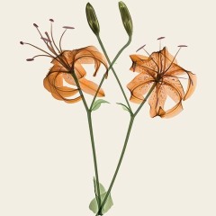 1_Tiger-Lillies-coloured-800
