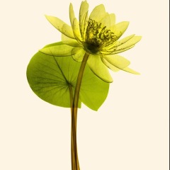 1_Waterlily-2-coloured-800