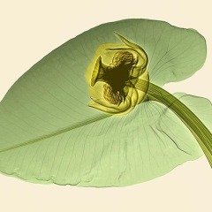 1_Waterlily1-coloured-800