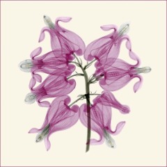 Bleeding Heart