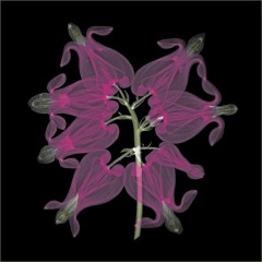 Bleeding Heart - on-black