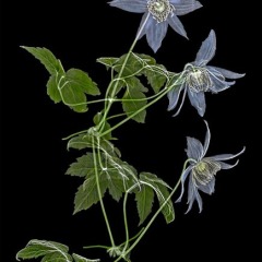 Blue-Boy-Clematis-coloured-on-black-600