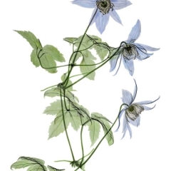 Blue-Boy-Clematis-coloured