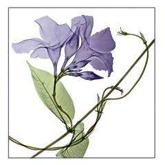 Mandevilla Vine